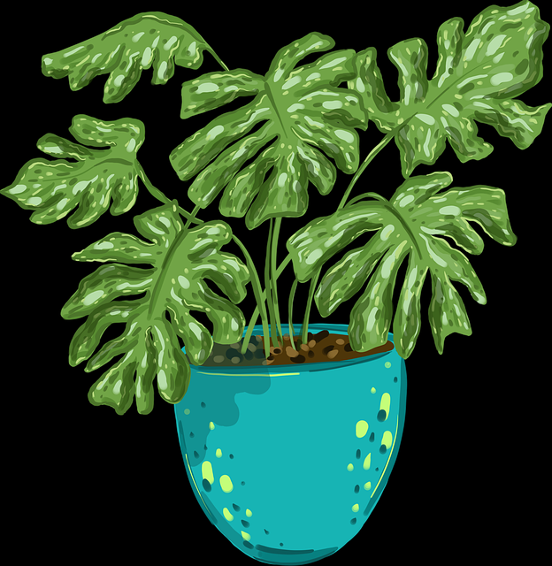 4K蘑菇视频探索：版本对比